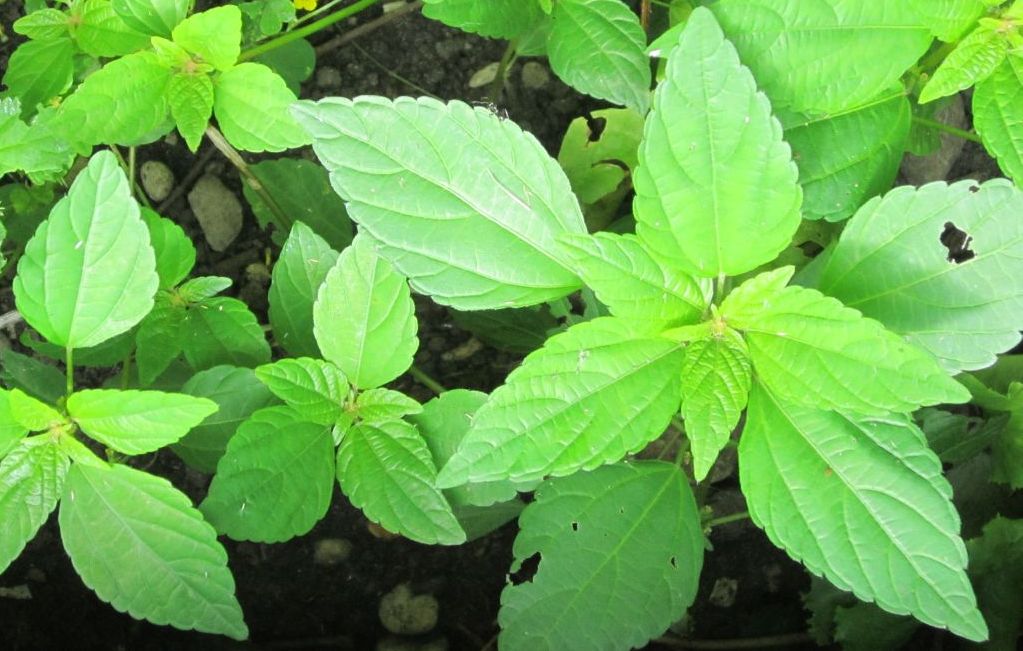Amaranth young